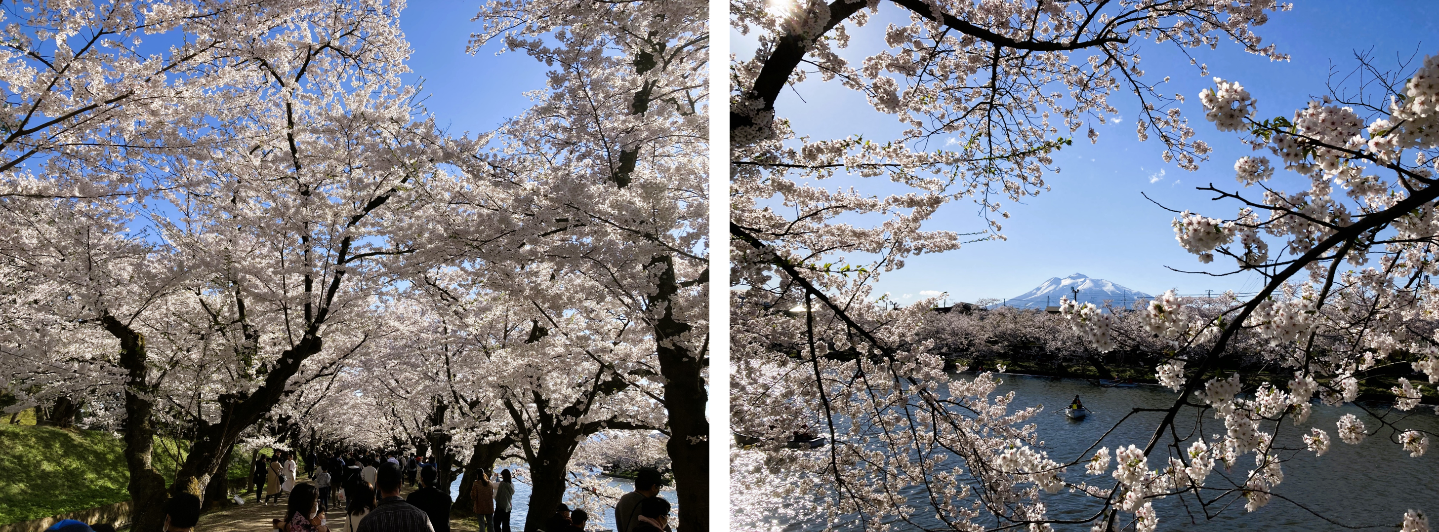 見どころ・花見スポット・楽しみ方!弘前さくらまつりは青森県弘前市の弘前公園(弘前城)で開催する、毎年約200万人がお花見を楽しむ日本一の桜祭りです。弘前さくらまつりの見どころ・お花見スポット・楽しみ方についてご紹介します。