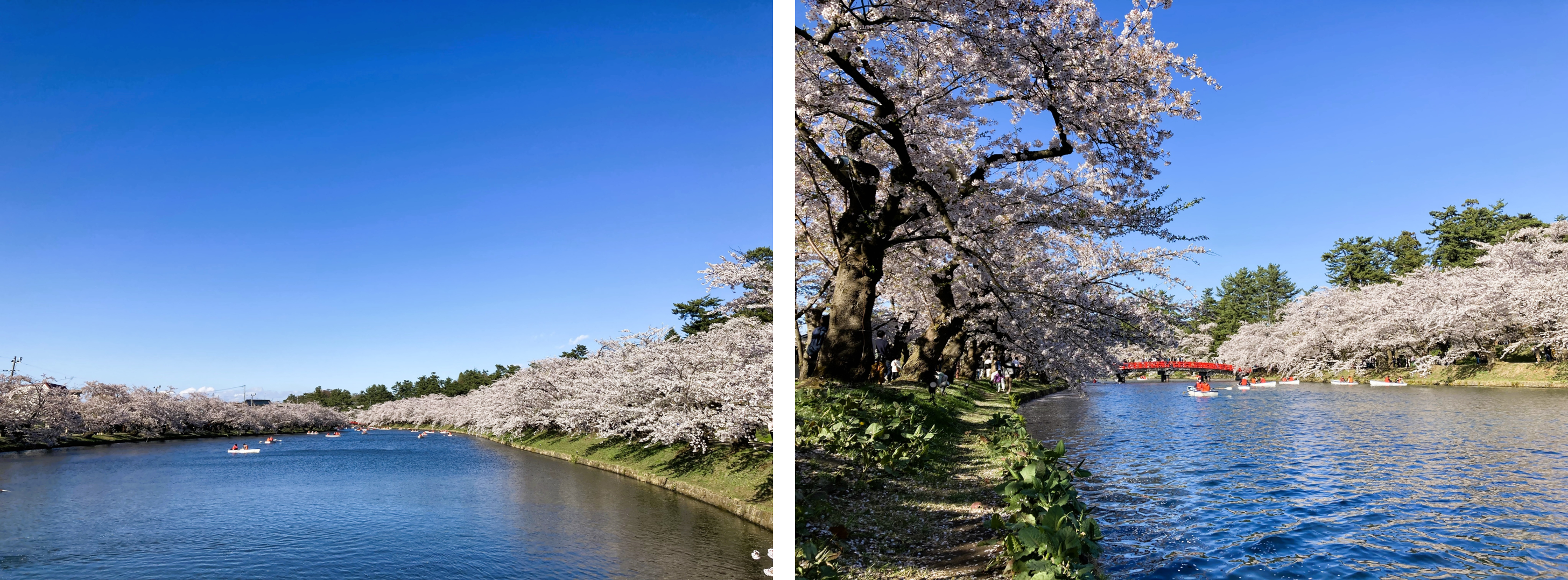 見どころ・花見スポット・楽しみ方!弘前さくらまつりは青森県弘前市の弘前公園(弘前城)で開催する、毎年約200万人がお花見を楽しむ日本一の桜祭りです。弘前さくらまつりの見どころ・お花見スポット・楽しみ方についてご紹介します。弘前公園の桜の名所・見どころ!弘前さくらまつり期間の弘前公園の朝、昼、夜の見どころや桜の開花状態別の楽しみ方をご紹介します。