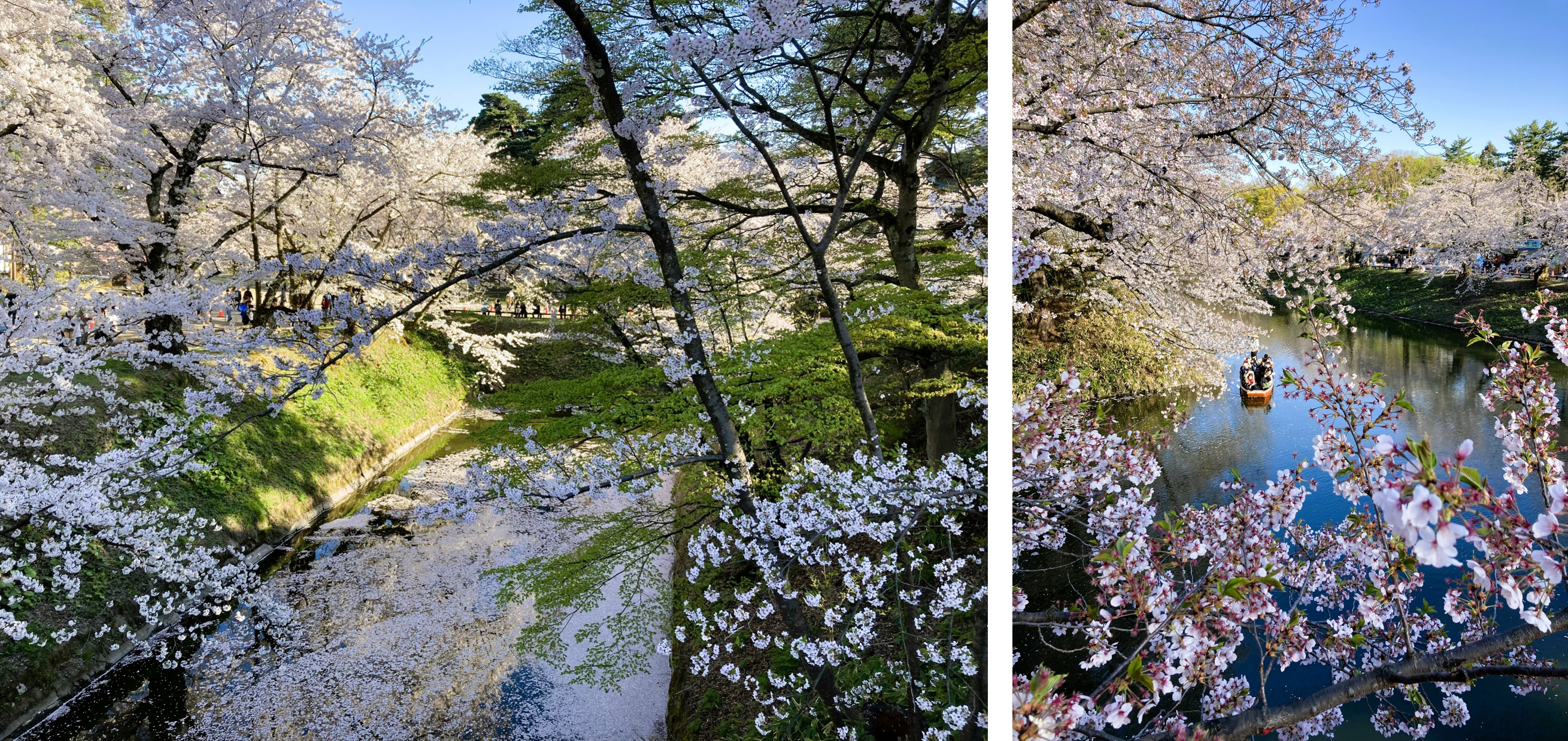 見どころ・花見スポット・楽しみ方!弘前さくらまつりは青森県弘前市の弘前公園(弘前城)で開催する、毎年約200万人がお花見を楽しむ日本一の桜祭りです。弘前さくらまつりの見どころ・お花見スポット・楽しみ方についてご紹介します。弘前公園の桜の名所・見どころ!弘前さくらまつり期間の弘前公園の朝、昼、夜の見どころや桜の開花状態別の楽しみ方をご紹介します。弘前公園のおすすめ撮影スポット!弘前さくらまつり期間の弘前公園の撮影スポット・おすすめスポットをご紹介します。弘前公園のお花見スポット!弘前さくらまつり期間の弘前公園の朝、昼、夜の見どころや桜の開花状態別の楽しみ方をご紹介します。