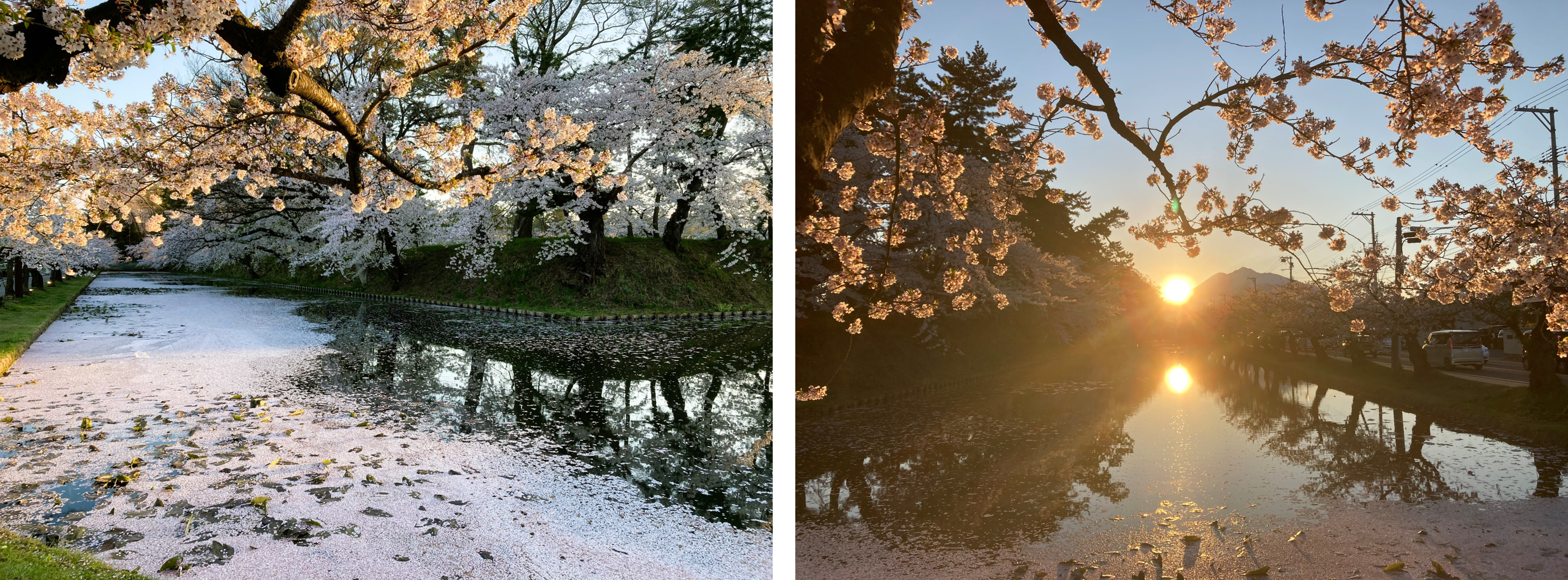 見どころ・花見スポット・楽しみ方!弘前さくらまつりは青森県弘前市の弘前公園(弘前城)で開催する、毎年約200万人がお花見を楽しむ日本一の桜祭りです。弘前さくらまつりの見どころ・お花見スポット・楽しみ方についてご紹介します。弘前公園の桜の名所・見どころ!弘前さくらまつり期間の弘前公園の朝、昼、夜の見どころや桜の開花状態別の楽しみ方をご紹介します。弘前公園のおすすめ撮影スポット!弘前さくらまつり期間の弘前公園の撮影スポット・おすすめスポットをご紹介します。弘前公園のお花見スポット!弘前さくらまつり期間の弘前公園の朝、昼、夜の見どころや桜の開花状態別の楽しみ方をご紹介します。