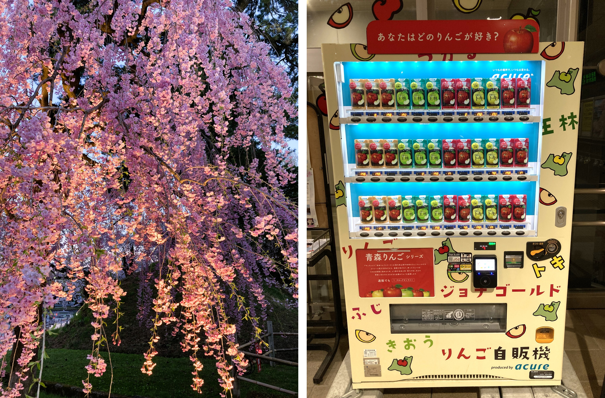 見どころ・花見スポット・楽しみ方!弘前さくらまつりは青森県弘前市の弘前公園(弘前城)で開催する、毎年約200万人がお花見を楽しむ日本一の桜祭りです。弘前さくらまつりの見どころ・お花見スポット・楽しみ方についてご紹介します。弘前公園の桜の名所・見どころ!弘前さくらまつり期間の弘前公園の朝、昼、夜の見どころや桜の開花状態別の楽しみ方をご紹介します。弘前公園のおすすめ撮影スポット!弘前さくらまつり期間の弘前公園の撮影スポット・おすすめスポットをご紹介します。弘前公園のお花見スポット!弘前さくらまつり期間の弘前公園の朝、昼、夜の見どころや桜の開花状態別の楽しみ方をご紹介します。