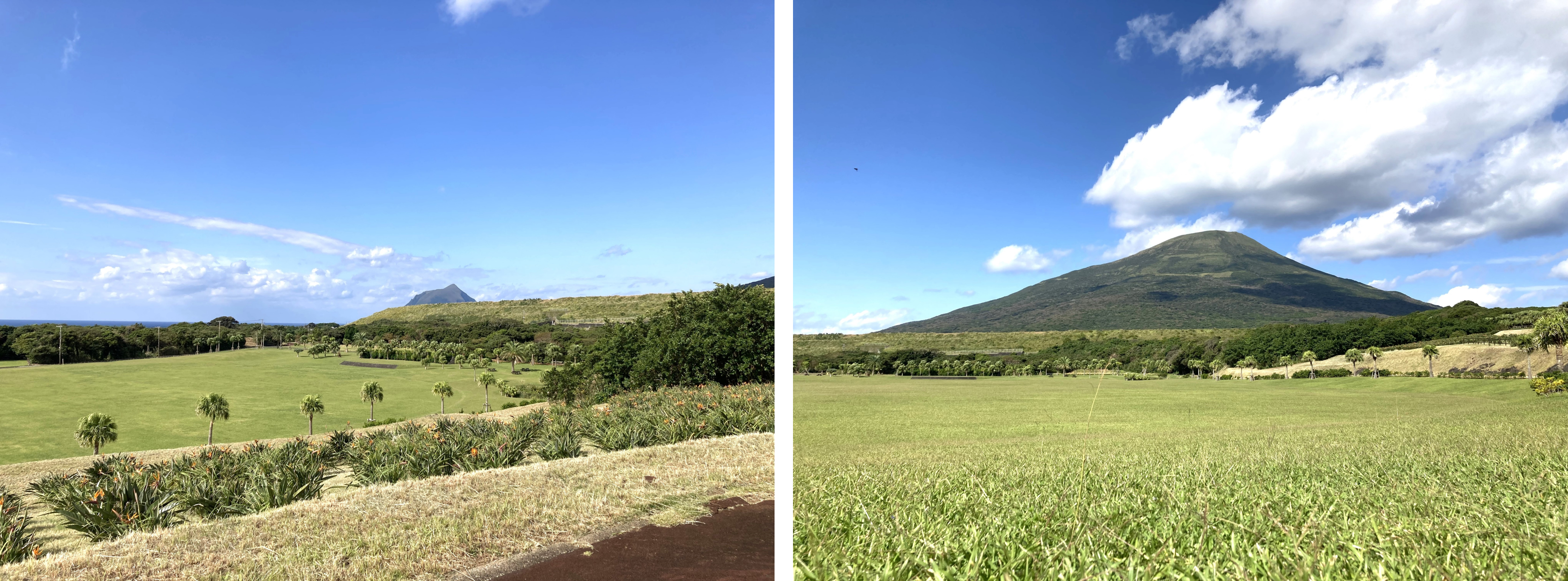 八丈植物公園は、昭和32年に国および八丈町から約7haの用地を借り受け整備が開始され、昭和37年8月29日に約9haが開園されました。平成10年度には22.4haにまで拡張されています。また、現在も植物公園の一部は国有地の無償貸付を受けています。　園内は、熱帯・亜熱帯性植物を中心としてハイビスカス、ブーゲンビリアなどの花や多くの野鳥が存在し、園路は、赤い火山砂利が敷き詰められ、南国ムード豊かな公園となっています。(赤砂利…園内の歩道に敷かれている赤い小石は、かつて八丈富士ができる過程で盛んに噴火された火山礫の一種でスコリアと言われています。赤くなっているのは高温で酸化したためです）開園時間：通年開園、ビジターセンターの開館は9：00〜16：45、温室の開館は9：00〜16：30、休園日：年中無休、入園料：無料、駐車場：駐車料金無料、メインエントランス：大型バス2台・普通車16台、南エントランス:普通車23台、遊具広場：普通車10台、交通案内	八丈島空港から車で約5分、徒歩で約20分、底土港から車で約15分、徒歩で45分以上、八重根港より車で約10分、徒歩で約30分、詳しい道順はこちらをご覧ください。お問合わせ：八丈ビジターセンター：〒100-1401　東京都八丈島八丈町大賀郷2843、TEL:04996-2-4811　FAX:04996-2-4888、mail:　info@hachijo-vc.com、そのほかよくあるお問い合わせは、Q&Aをご覧ください。植物公園は8つのゾーンに分けられています。ココではゾーン別に紹介いたします。ゾーンの名前の上にマウスを置くと地図が変わり、説明が表示されます。大賀郷園地：自然公園施設の利用：八丈支庁土木課で所管する園地施設はどなたでもご自由にご利用いただけますが、園地内の占用（独占して使用）する場合は、許可手続や届出が必要です。また、野営やバーベキューを行う際はご予約（先着順）が必要です。